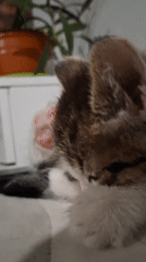 Playful tabby kitten goofing around in a Novosibirsk apartment
