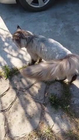 A fluffy, long-haired cat with gray and white fur stands on a paved area with circular stones and patches of grass. The cat is facing away from the camera and appears to be looking to its left. A car wheel is visible in the upper left corner of the frame. Sunlight casts shadows across the scene. The cat's tail is bushy and held high.