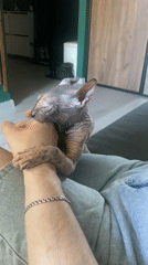 Sphynx cat documented during morning interaction in Kazan