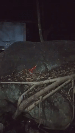 Mixed nighttime recordings capture nature scenes and guilty hashtag displays