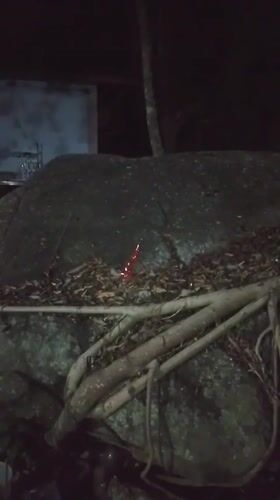 Mixed nighttime recordings capture nature scenes and guilty hashtag displays