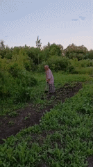 Evening garden life documented in rural Верея, Russia