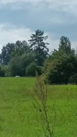 The video shows a slightly elevated view of a grassy field on a cloudy day. The camera is moving horizontally. In the foreground, there is lush green grass with some small white flowers. In the middle ground, there are two large, round hay bales wrapped in white plastic, situated side-by-side in the grass. Further back, behind the hay bales, is a line of trees and bushes. The sky is overcast with some patches of blue. The overall scene is rural and pastoral.