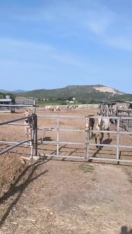 The video captures an outdoor scene at what appears to be a horse ranch or breeding facility in Olèrdola, Spain. The setting is sunny with a clear blue sky, suggesting daytime. The ground is dry, dusty earth, indicative of warm weather.

In the foreground, behind a metal fence, two young foals are prominently featured. One light-colored foal stands to the left, looking curious and briefly rearing up slightly, perhaps in response to the person filming. Another dark-colored foal stands to the right, also facing the camera. In the background, several other horses are visible in various pens and enclosures, with more distant horses scattered across a larger fenced area.

Beyond the immediate enclosures, low-lying hills covered with vegetation and scattered buildings can be seen under the bright sun. Some farm structures, possibly including a building with solar panels on its roof, are visible in the middle distance. The overall impression is a spacious, rural environment dedicated to equestrian activities. No visible text is present in the video.