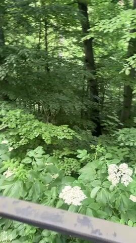 The video displays a lush, green forest scene, likely viewed from an elevated position such as a balcony or deck. In the foreground, a dark metal railing stretches across the bottom of the frame, suggesting a viewing platform. Beyond the railing, a dense growth of green foliage and bushes with clusters of small white flowers fills the midground. The background is dominated by tall trees with full canopies, indicating a vibrant, healthy woodland. The lighting suggests it is daytime, possibly a cloudy day or an area with heavy tree cover, as the light is diffused and gentle, casting no harsh shadows. The camera executes a slow pan to the right, revealing more of the natural environment. The setting is a serene and verdant forest in Kamianytsia, Ukraine. No people or visible text are present in the video.