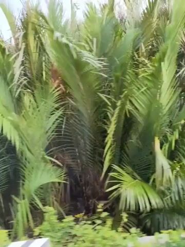 The video shows a dense tropical forest with many palm trees. The camera is moving, suggesting it is on a vehicle or being carried by someone walking. The lighting is bright and natural, indicating it is daytime. The undergrowth is thick with green foliage and some fallen leaves and branches. In the lower part of the frame, a road or path is visible with a reflective marker. There are no people or animals visible in the video.