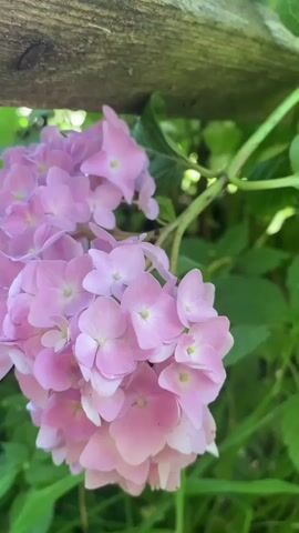 The video shows a close-up, slow-motion shot of a cluster of pink hydrangea flowers. The flowers are in focus and appear to be in full bloom, with many individual florets making up the larger blossom. The background is blurred and consists of green leaves and a hint of a wooden fence or post at the top of the frame. The lighting suggests it is daytime, possibly outdoors. There is a slight lens flare effect at one point in the video. No people or animals are visible. The camera is static for the duration of the clip.