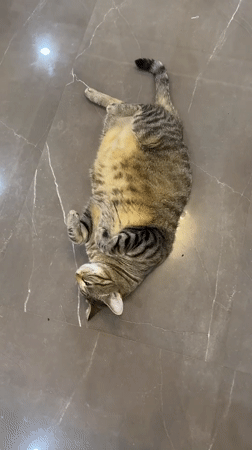 Tabby cat lounging and exploring a tiled indoor space in Batumi
