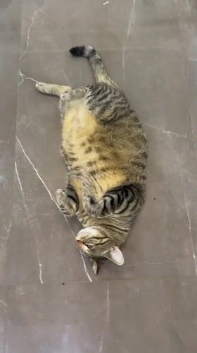 Tabby cat lounging and exploring a tiled indoor space in Batumi