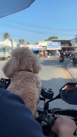 A small, light brown poodle wearing a colorful collar is sitting on a motorcycle in front of a person's shoulders. The dog is facing away from the camera and looking to the left. The motorcycle appears to be moving down a street with buildings and other motorcycles on either side. The sky is clear and blue. The video is shot from the perspective of someone sitting behind the dog and rider on the motorcycle.