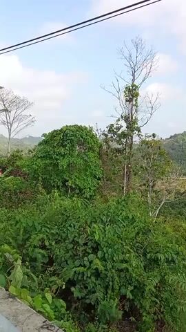 The video shows a panoramic view of a lush green landscape with rolling hills covered in dense vegetation. The sky is bright and partly cloudy. In the foreground, there are various types of plants and trees, including some with large leaves that appear to be banana plants. The camera pans slowly to the right, revealing more of the hilly terrain and a road winding through the distant hills. The overall impression is one of natural beauty and a tropical or subtropical environment.