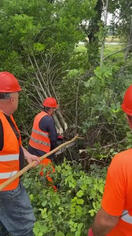 Three men, wearing orange safety vests and orange hard hats, are in a wooded area. One man in the foreground, facing away from the camera, holds a long wooden pole. Another man, also facing away, is further into the trees and appears to be cutting or moving branches. A third man is visible from behind in the right foreground. The environment is dense with green foliage and trees.