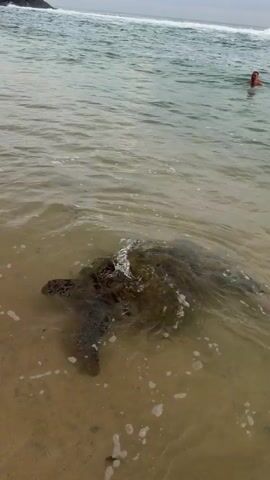 The video depicts a sea turtle swimming in shallow water near a sandy beach. The turtle, dark green and brown, is partially submerged in the clear water. Two people are standing in the shallow water, watching the turtle. One person is holding a phone, possibly recording the scene. The ocean is visible in the background, with gentle waves breaking on the shore. In the distance, a man is swimming in the ocean. The sky is overcast, creating a soft light.