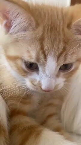 The video shows a close-up of an orange and white kitten. The kitten's head is tilted down and then slightly up. Its eyes are brown. The kitten is nestled against what appears to be a larger, white furry animal, possibly another cat. The background is indistinct and light-colored. The lighting is soft and natural. The focus is on the kitten's face and expressions.