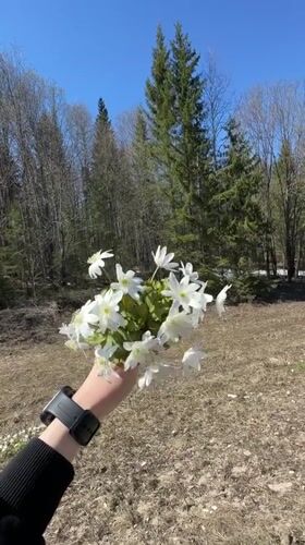 Person holds white flower bouquet in Russian countryside