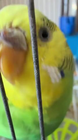 This is a close-up video of a budgie bird in a cage. The bird is primarily yellow and green with black markings on its head. The bird's beak is orange. The bird is looking directly at the camera. The background is blurred, but appears to be an indoor setting with some objects visible, including a blue container. The video is shaky and appears to be handheld.