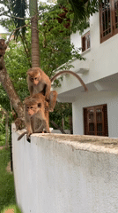 Monkeys, beaches, everyday life captured across Sri Lankan coast