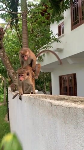 Monkeys, beaches, everyday life captured across Sri Lankan coast