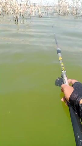 The video shows a first-person perspective of someone holding a fishing rod, casting into green water. The rod is black and yellow, with a reel attached. The person is wearing a black glove on their right hand. In the background, there are dry reeds or stalks poking out of the water. The water appears calm.