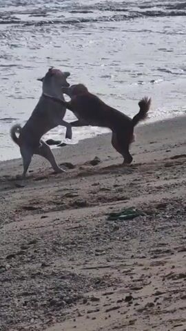 Two dogs are playing on a sandy beach next to the ocean.  One dog is gray, and the other is brown.  The dogs are standing up, facing each other, and appear to be playfully nipping at each other's faces and necks. The ocean has white waves coming in, and there is some trash, including a plastic bottle, lying on the beach.