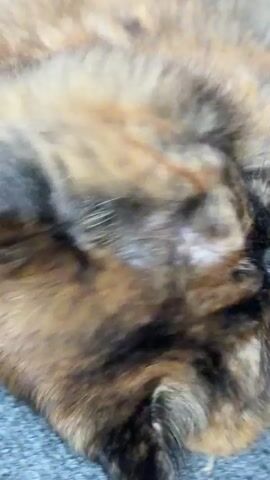 The video is a close-up, upside-down shot of a tortoiseshell cat's face. The cat has bright yellow eyes and dark patches of fur mixed with lighter brown and orange. The cat is lying on a textured gray surface, possibly a carpet or blanket. The cat's eyes appear to be focused on the camera.