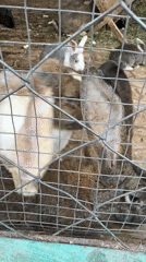 Rabbits observed in wire cage in Almaty