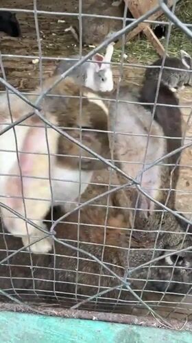 Rabbits observed in wire cage in Almaty