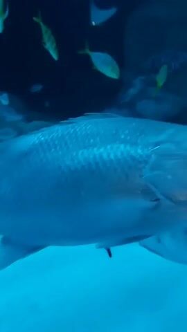 This is a close-up, underwater video from an aquarium showing several fish swimming in an artificial environment. The foreground features a large, light-colored fish with scales visible. In the middle ground, a smaller, darker fish swims with its tail fin extended. In the background, several smaller, striped yellow and green fish swim near the surface. The bottom of the tank is covered in white sand, and there are some rocks and branches forming part of the scenery. The lighting is dim, characteristic of an aquarium setting. The camera is moving, following the action of the fish.