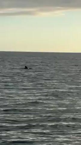 The video shows a body of water, likely an ocean, under a pale sky. Gentle waves ripple across the surface. A dark form is visible on the water's surface in the distance, but its precise nature is difficult to determine. The camera is relatively still, resulting in a stable perspective.