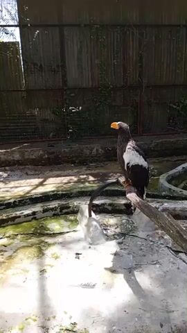 A Steller's sea eagle is perched on a branch in an outdoor enclosure. The bird is facing left, with its head turned towards the camera. The enclosure appears to be a zoo or sanctuary, with a concrete floor and a pond in the background. The back wall of the enclosure is covered with a corrugated metal fence, partially overgrown with vines. The eagle has dark brown plumage, white patches on its wings, and a large yellow beak. Sunlight streams into the enclosure, casting shadows on the ground.