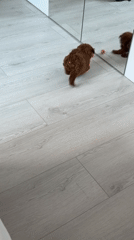 Puppy plays with reflection, later rests with book and toy