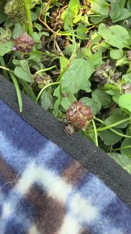 A close-up shot of brown and green foliage with dark brown soil visible. A blue and white blanket with a black trim is in the lower left corner of the frame.