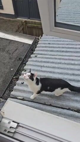 A black and white cat is standing on a corrugated metal roof outside a window. The cat is looking up. There is another roof, covered in asphalt shingles, and the side of a building visible in the background.