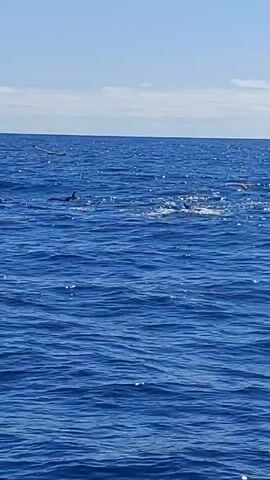 The video shows a view of a vast expanse of ocean with gentle waves, beneath a clear blue sky with a few wispy clouds along the horizon. A dark, slender shape breaches the surface of the water, presumably a marine animal, before disappearing back into the depths.