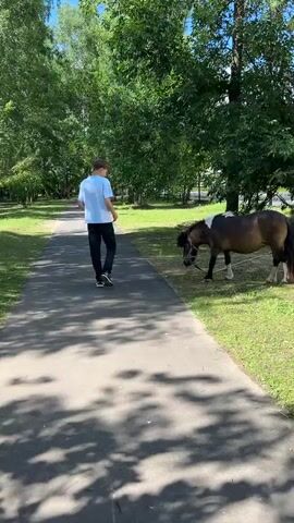 A young person in a light blue t-shirt and dark pants walks on a paved path bordered by green grass and large trees. The path curves to the left, with shadows from the trees dappling the surface. To the right of the path, a small horse, brown with a white marking on its back and white socks, grazes on the grass. The horse is wearing a bridle. The scene appears to be a park or a wooded area on a sunny day, likely in the late morning or afternoon due to the strong shadows. The young person is walking away from the camera, looking towards the horse. The horse is looking down towards the grass. There is no visible text in the frame. The overall atmosphere is calm and peaceful.