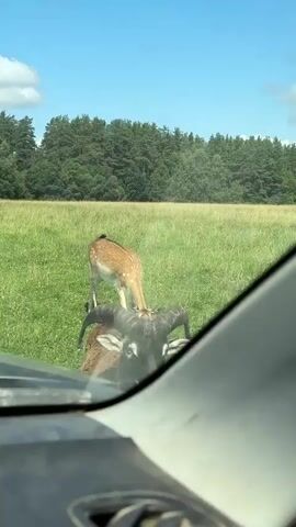 The video captures a scene from inside a vehicle looking out at a grassy field. In the foreground, the interior of a car is visible, including part of the dashboard and the windshield. Through the windshield, a young deer with brown fur and white spots is seen grazing in the field. Further into the field, a ram with prominent curved horns and dark brown fur approaches the vehicle. The ram's head is turned towards the camera, and its eyes are visible. The background consists of a treeline and a blue sky with scattered clouds. The overall environment appears to be a rural or park-like setting.