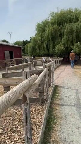 A person walks down a gravel path in an outdoor animal enclosure. The path is lined with a wooden fence. To the left of the path is a fenced-off area with some hay. To the right of the path is a larger enclosure with more wooden fencing. In the distance, there is a large weeping willow tree with people sitting underneath it. Further to the right, there is a building with a yellow facade and an outdoor covered area. A few sheep are visible in the enclosure near the building. The sky is overcast.