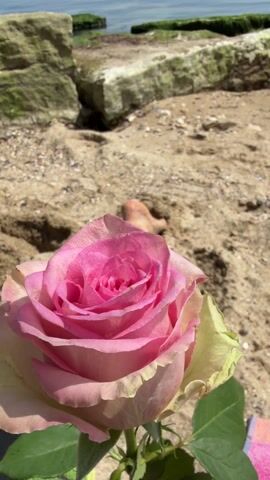 The video shows a pink rose on a sandy beach near the ocean. Cargo ships can be seen on the water. A person wearing black leggings reclines on a towel nearby. The camera pans to reveal the person's bun hairstyle and discarded black and white sneakers resting against a rock. The setting is sunny.