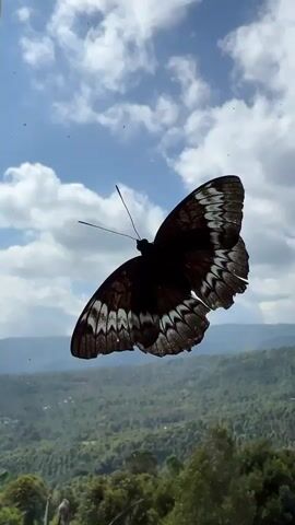 The video shows a butterfly with black wings and white markings in mid-air against a blue sky with white clouds. The butterfly is in focus and appears to be close to the camera. The background is blurred and shows a landscape of green hills and trees.