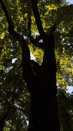 Sunny morning light through Almaty trees and open sky