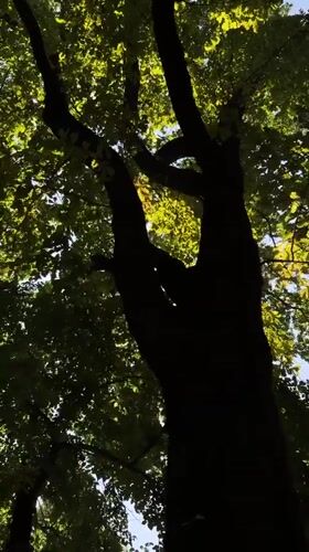 Sunny morning light through Almaty trees and open sky