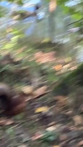 A red squirrel is on the ground among fallen leaves and grass. In the background, a body of water with ripples can be seen. The squirrel moves and then pauses, appearing to search the ground.