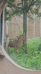 Morning zoo visit captures pandas, capybaras, dholes in Moscow