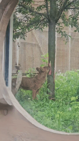 Morning zoo visit captures pandas, capybaras, dholes in Moscow