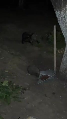 The video shows a nighttime scene in an outdoor environment with dirt ground and vegetation. There are three animals visible. In the foreground, a hedgehog is eating from a metal dustpan filled with food. To the left of the hedgehog, a tabby cat is sitting and observing the scene. In the background, another cat, darker in color, is partially obscured and appears to be moving away. A tree trunk is visible on the right side of the frame, and a wooden handle of a tool, possibly a broom or shovel, is leaning against it. There is also a clear plastic container with food in the lower foreground, which appears to be separate from the dustpan. The lighting is dim, indicating it is dark outside, and the video seems to be shot with a low-light camera.
