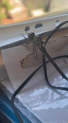 Green dragonfly perched on plastic, wings detailed and still.