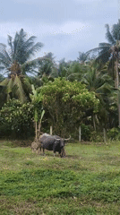 Water buffalo tends calves in Thai field