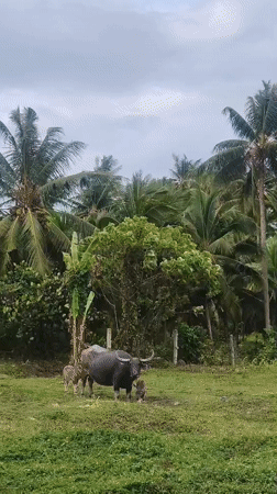 Water buffalo tends calves in Thai field