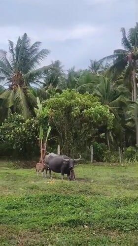 Water buffalo tends calves in Thai field