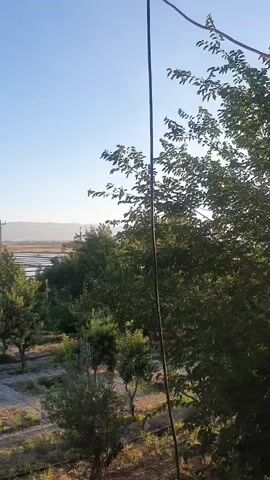 The video pans across a rural landscape under a clear blue sky. In the foreground, there is a wire running vertically down the right side of the frame. Below the wire, branches of a tree are visible. The middle ground features several trees, some appearing to be olive trees, planted in rows with paved pathways between them. Beyond the trees, there is a flat, open area that could be fields or perhaps a salt flat, with some structures and what appear to be water features. In the distance, rolling hills or mountains are visible under the hazy horizon. A small, traditional-looking building with a conical roof is situated in the left-middle ground. The overall impression is of a calm, sunlit outdoor environment.